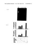 DETECTION/MEASUREMENT OF MALARIA INFECTION DISEASE UTILIZING NATURAL     IMMUNITY BY HEMOZOIN INDUCTION, SCREENING OF PREVENTATIVE OR THERAPEUTIC     MEDICINE FOR MALARIA INFECTION DISEASE, AND REGULATION OF NATURAL     IMMUNITY INDUCTION diagram and image