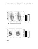 IDENTIFICATION OF A NOVEL B CELL CYTOKINE diagram and image