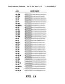 SYNERGISTIC GENOME-NONINTEGRATING REPROGRAMMING BY MICRORNAS AND     TRANSCRIPTION FACTORS diagram and image