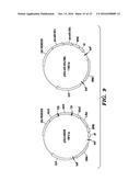 SYNERGISTIC GENOME-NONINTEGRATING REPROGRAMMING BY MICRORNAS AND     TRANSCRIPTION FACTORS diagram and image