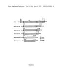 CONSTRUCTION OF NEW VARIANTS OF DEXTRANSUCRASE DSR-S BY GENETIC     ENGINEERING diagram and image