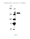 CONSTRUCTION OF NEW VARIANTS OF DEXTRANSUCRASE DSR-S BY GENETIC     ENGINEERING diagram and image