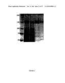 CONSTRUCTION OF NEW VARIANTS OF DEXTRANSUCRASE DSR-S BY GENETIC     ENGINEERING diagram and image