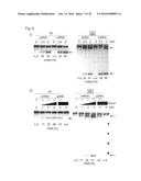 PERMANENT GENE CORRECTION BY MEANS OF NUCLEOTIDE-MODIFIED MESSENGER RNA diagram and image