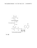 PRODUCTION OF ALKENES FROM 3-HYDROXYCARBOXYLIC ACIDS VIA     3-HYDROXYCARBOXYL-NUCLEOTIDYLIC ACIDS diagram and image