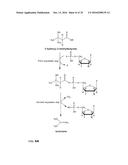 PRODUCTION OF ALKENES FROM 3-HYDROXYCARBOXYLIC ACIDS VIA     3-HYDROXYCARBOXYL-NUCLEOTIDYLIC ACIDS diagram and image