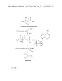 PRODUCTION OF ALKENES FROM 3-HYDROXYCARBOXYLIC ACIDS VIA     3-HYDROXYCARBOXYL-NUCLEOTIDYLIC ACIDS diagram and image