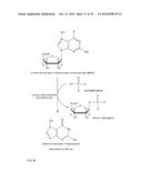 PRODUCTION OF ALKENES FROM 3-HYDROXYCARBOXYLIC ACIDS VIA     3-HYDROXYCARBOXYL-NUCLEOTIDYLIC ACIDS diagram and image