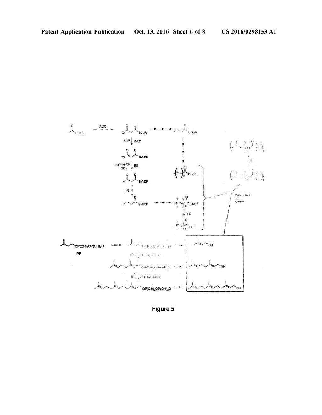 Host Cells and Methods for Producing 1-Deoxyxylulose 5-phosphate (DXP)     and/or a DXP Derived Compound - diagram, schematic, and image 07