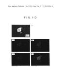 ROD SHAPED CRYSTAL OF SULFIDE COMPOUND SEMICONDUCTOR diagram and image