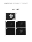 ROD SHAPED CRYSTAL OF SULFIDE COMPOUND SEMICONDUCTOR diagram and image