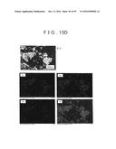 ROD SHAPED CRYSTAL OF SULFIDE COMPOUND SEMICONDUCTOR diagram and image