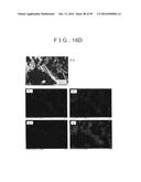 ROD SHAPED CRYSTAL OF SULFIDE COMPOUND SEMICONDUCTOR diagram and image