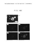 ROD SHAPED CRYSTAL OF SULFIDE COMPOUND SEMICONDUCTOR diagram and image