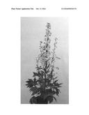Delphinium plant named  Coadelcha  diagram and image