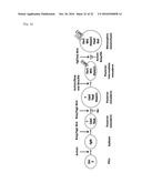 METHOD OF INDUCING KIDNEY FROM PLURIPOTENT STEM CELLS diagram and image
