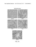 Method for Producing Induced Pluripotent Stem Cells diagram and image