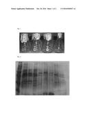 PREPARATION METHOD OF NEW RECOMBINANT ANTIBACTERIAL POLYPEPTIDE MEDICINE diagram and image