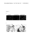 ITCH SUPPRESSION BY FUCOXANTHIN diagram and image