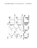 ALTERING STEROID METABOLISM FOR TREATMENT OF STEROID-DEPENDENT DISEASE diagram and image