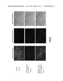 METHODS AND COMPOSITIONS FOR OVERCOMING DRUG-RESISTANCE IN CANCER BY     TARGETED DELIVERY OF PRO-DRUG-NANO-POLYMERS diagram and image