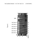 COMPOSITIONS AND METHODS FOR INHIBITING ENDOGENOUS IMMUNOGLOBULIN GENES     AND PRODUCING TRANSGENIC HUMAN IDIOTYPE ANTIBODIES diagram and image