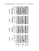 METHODS OF TREATING PATIENTS HAVING MUTATIONS IN THE EXTRACELLULAR DOMAIN     OF EPIDERMAL GROWTH FACTOR RECEPTOR (EGFR) WITH A COMBINATION OF THREE     FULLY HUMAN MONOCLONAL ANTI-EGFR ANTIBODIES diagram and image