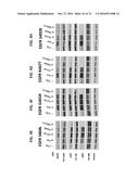 METHODS OF TREATING PATIENTS HAVING MUTATIONS IN THE EXTRACELLULAR DOMAIN     OF EPIDERMAL GROWTH FACTOR RECEPTOR (EGFR) WITH A COMBINATION OF THREE     FULLY HUMAN MONOCLONAL ANTI-EGFR ANTIBODIES diagram and image