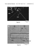 A CELL CULTURING PLATFORM, A CELL CULTURE SYSTEM, AND A METHOD FOR     MODELING MYELINATION IN VITRO diagram and image