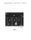 A CELL CULTURING PLATFORM, A CELL CULTURE SYSTEM, AND A METHOD FOR     MODELING MYELINATION IN VITRO diagram and image