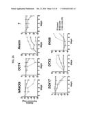 THREE-DIMENSIONAL MODEL OF HUMAN CORTEX diagram and image