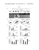 METHOD FOR PRODUCING MEGAKARYOCYTES AND PLATELETS diagram and image