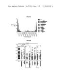 DEVICE AND METHOD FOR STANDARDIZING MYOBLAST DIFFERENTIATION INTO MYOTUBES diagram and image