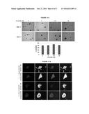 PANCREATIC ISLET-LIKE CELL STRUCTURES AND A METHOD OF PREPARING THEREOF diagram and image