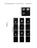 PANCREATIC ISLET-LIKE CELL STRUCTURES AND A METHOD OF PREPARING THEREOF diagram and image