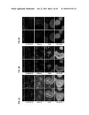 COMPOSITIONS AND METHODS FOR OBTAINING STEM CELL DERIVED LUNG TISSUE, AND     RELATED USES THEROF diagram and image