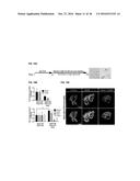 COMPOSITIONS AND METHODS FOR OBTAINING STEM CELL DERIVED LUNG TISSUE, AND     RELATED USES THEROF diagram and image