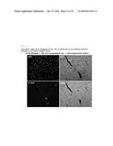 COMPOSITION FOR REGENERATING NORMAL TISSUE FROM FIBROTIC TISSUE diagram and image