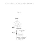 ANTIBIOTIC-FREE PLASMID diagram and image