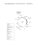 ANTIBIOTIC-FREE PLASMID diagram and image