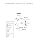 ANTIBIOTIC-FREE PLASMID diagram and image