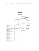 ANTIBIOTIC-FREE PLASMID diagram and image