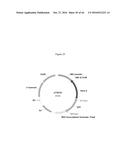 ANTIBIOTIC-FREE PLASMID diagram and image