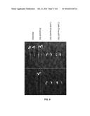 MODIFIED PYR/PYL RECEPTORS ACTIVATED BY ORTHOGONAL LIGANDS diagram and image