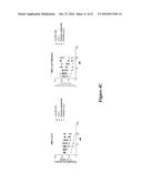 METHODS FOR DETERMINING DRUG EFFICACY FOR THE TREATMENT OF DIFFUSE LARGE     B-CELL LYMPHOMA, MULTIPLE MYELOMA, AND MYELOID CANCERS diagram and image