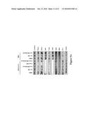 METHODS FOR DETERMINING DRUG EFFICACY FOR THE TREATMENT OF DIFFUSE LARGE     B-CELL LYMPHOMA, MULTIPLE MYELOMA, AND MYELOID CANCERS diagram and image