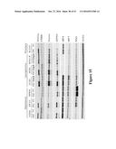 METHODS FOR DETERMINING DRUG EFFICACY FOR THE TREATMENT OF DIFFUSE LARGE     B-CELL LYMPHOMA, MULTIPLE MYELOMA, AND MYELOID CANCERS diagram and image