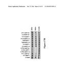 METHODS FOR DETERMINING DRUG EFFICACY FOR THE TREATMENT OF DIFFUSE LARGE     B-CELL LYMPHOMA, MULTIPLE MYELOMA, AND MYELOID CANCERS diagram and image