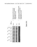 METHODS FOR DETERMINING DRUG EFFICACY FOR THE TREATMENT OF DIFFUSE LARGE     B-CELL LYMPHOMA, MULTIPLE MYELOMA, AND MYELOID CANCERS diagram and image