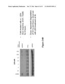 METHODS FOR DETERMINING DRUG EFFICACY FOR THE TREATMENT OF DIFFUSE LARGE     B-CELL LYMPHOMA, MULTIPLE MYELOMA, AND MYELOID CANCERS diagram and image